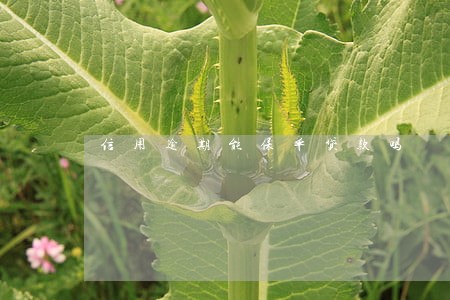 信用逾期能保单贷款吗 信用逾期能保单贷款吗