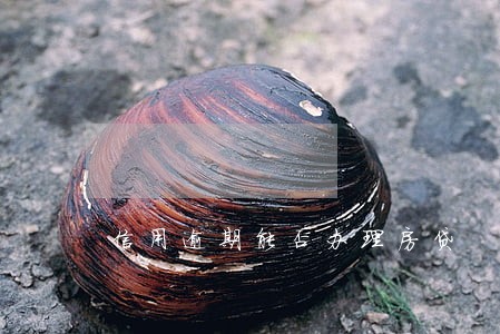 信用逾期能否办理房贷 信用逾期能否办理房贷