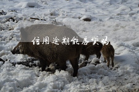 信用逾期能房贷吗