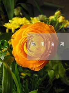 信用逾期能按揭买车吗 信用逾期能按揭买车吗