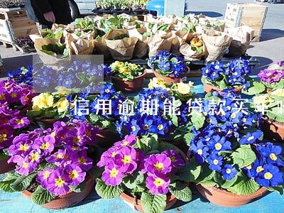 信用逾期能贷款买车吗 信用逾期能贷款买车吗