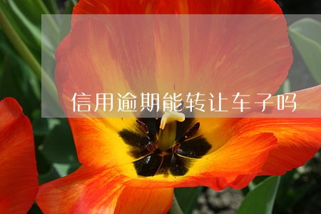 信用逾期能转让车子吗 信用逾期能转让车子吗