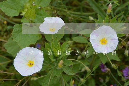 信用逾期被冻结咋解封 信用逾期被冻结咋解封