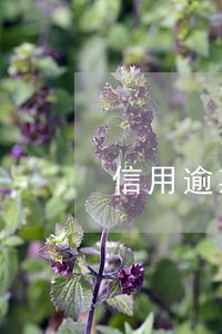信用逾期被降额度 信用逾期被降额度