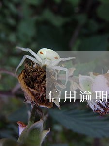 信用逾期记录从什么时候开始算