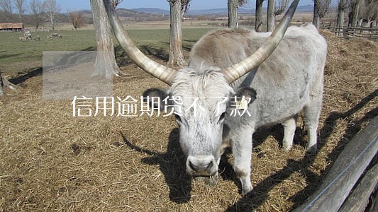 信用逾期贷不了款 信用逾期贷不了款