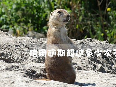 信用逾期超过多少次不能贷款