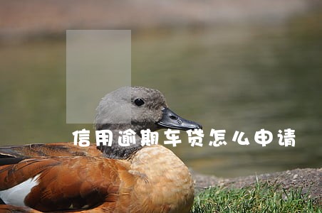 信用逾期车贷怎么申请 信用逾期车贷怎么申请