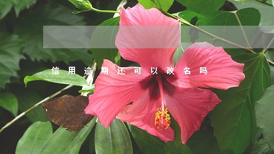 信用逾期还可以改名吗 信用逾期还可以改名吗