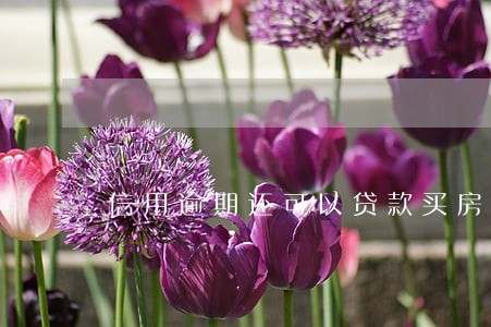 信用逾期还可以贷款买房吗 信用逾期还可以贷款买房吗