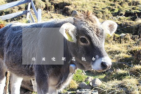 信用逾期还款条例 信用逾期还款条例