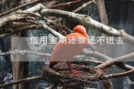 信用逾期还款还不进去 信用逾期还款还不进去