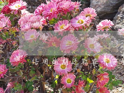 信用逾期还能在平安贷款吗 信用逾期还能在平安贷款吗