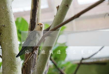 信用逾期透支立案标准 信用逾期透支立案标准