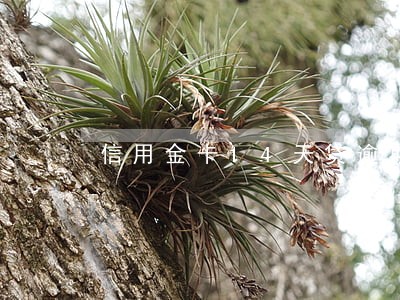 信用金卡14天贷逾期 信用金卡14天贷逾期
