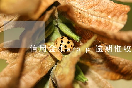 信用金卡app逾期催收