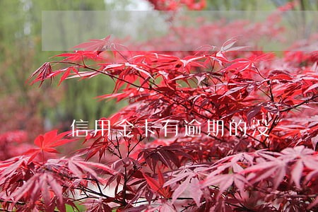 信用金卡有逾期的没 信用金卡有逾期的没