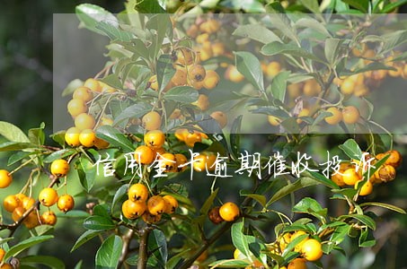 信用金卡逾期催收投诉 信用金卡逾期催收投诉