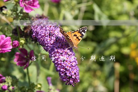 信用金融来分期逾期 信用金融来分期逾期