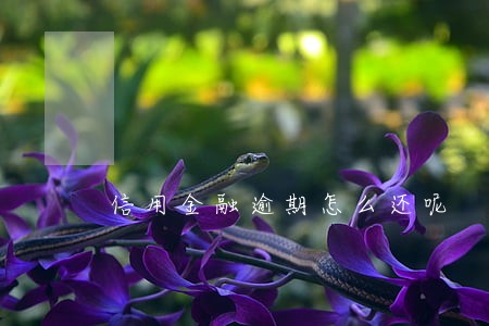 信用金融逾期怎么还呢 信用金融逾期怎么还呢