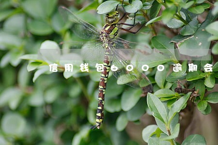 信用钱包6000逾期会强制吗 信用钱包6000逾期会强制吗