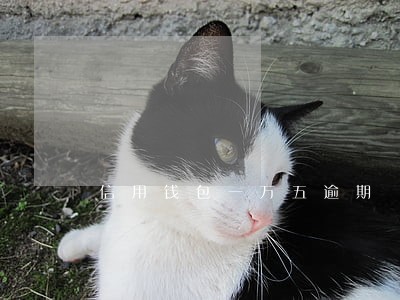 信用钱包一万五逾期 信用钱包一万五逾期