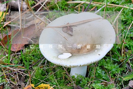 信用钱包一直逾期 信用钱包一直逾期