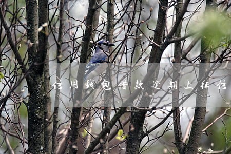 信用钱包借款逾期上征信吗 信用钱包借款逾期上征信吗