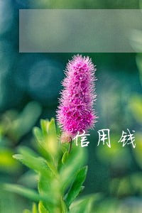 信用钱包多久不算逾期 信用钱包多久不算逾期