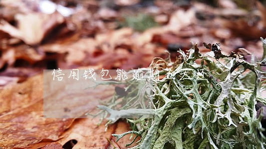 信用钱包能逾期五天还 信用钱包能逾期五天还