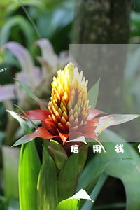 信用钱包逾期30天