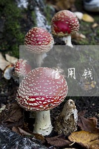 信用钱包逾期90天 信用钱包逾期90天