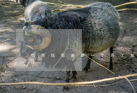 信用钱包逾期一个月了怎么发短信