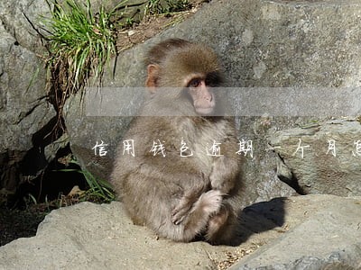 信用钱包逾期一个月怎么处理 信用钱包逾期一个月怎么处理