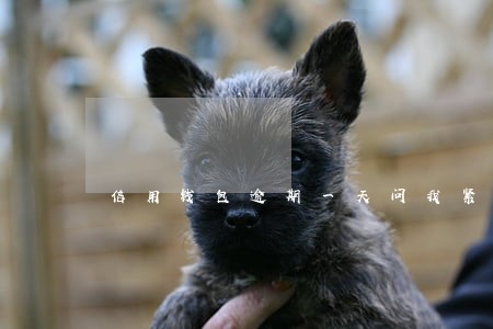 信用钱包逾期一天问我紧急联系人 信用钱包逾期一天问我紧急联系人