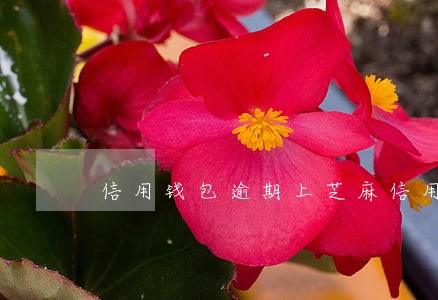信用钱包逾期上芝麻信用怎么解决 信用钱包逾期上芝麻信用怎么解决