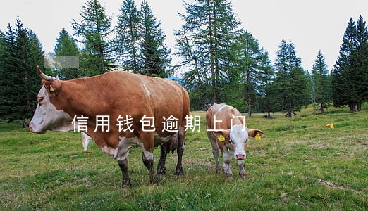 信用钱包逾期上门 信用钱包逾期上门