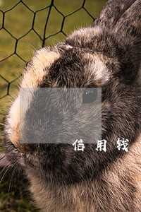 信用钱包逾期严重了吗 信用钱包逾期严重了吗