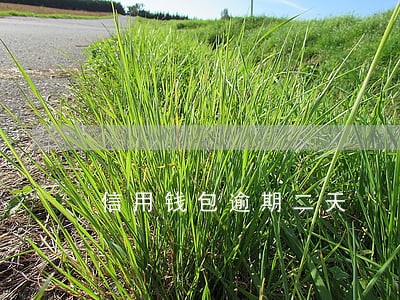 信用钱包逾期二天 信用钱包逾期二天