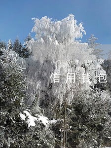 信用钱包逾期会坐牢吗