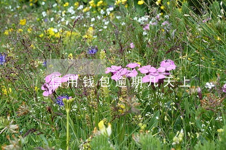 信用钱包逾期几天上 信用钱包逾期几天上