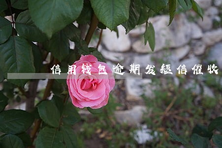 信用钱包逾期发短信催收 信用钱包逾期发短信催收