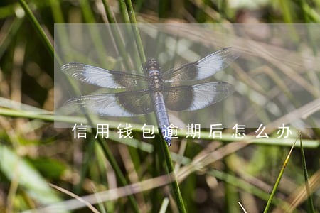 信用钱包逾期后怎么办 信用钱包逾期后怎么办