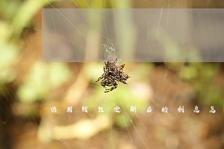 信用钱包逾期后的利息怎么算 信用钱包逾期后的利息怎么算