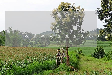 信用钱包逾期四天会怎么样 信用钱包逾期四天会怎么样