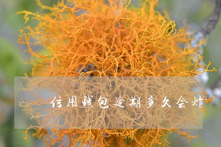 信用钱包逾期多久会炸