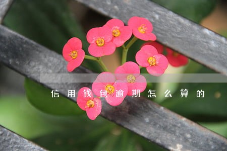 信用钱包逾期怎么算的 信用钱包逾期怎么算的