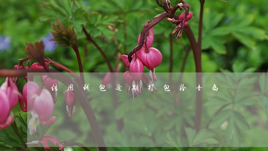 信用钱包逾期打包给青岛 信用钱包逾期打包给青岛