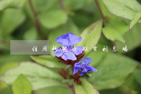 信用钱包逾期有利息吗 信用钱包逾期有利息吗