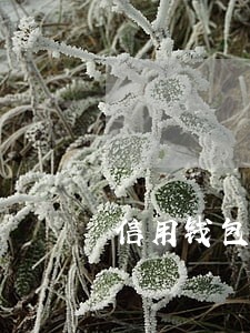 信用钱包逾期有没有办法延期 信用钱包逾期有没有办法延期